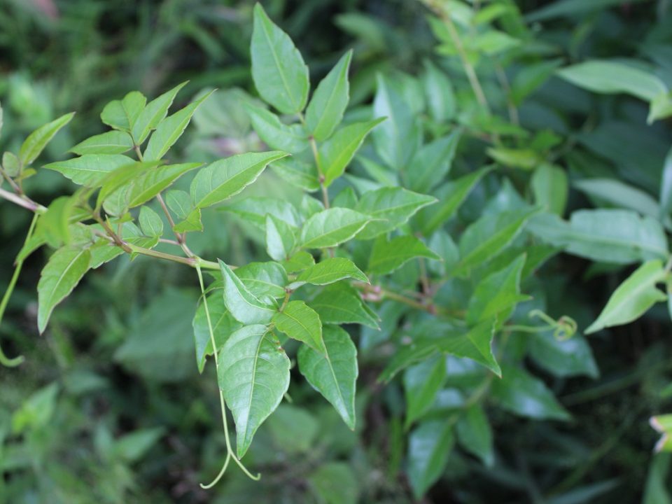 Trà dây thảo nguyên