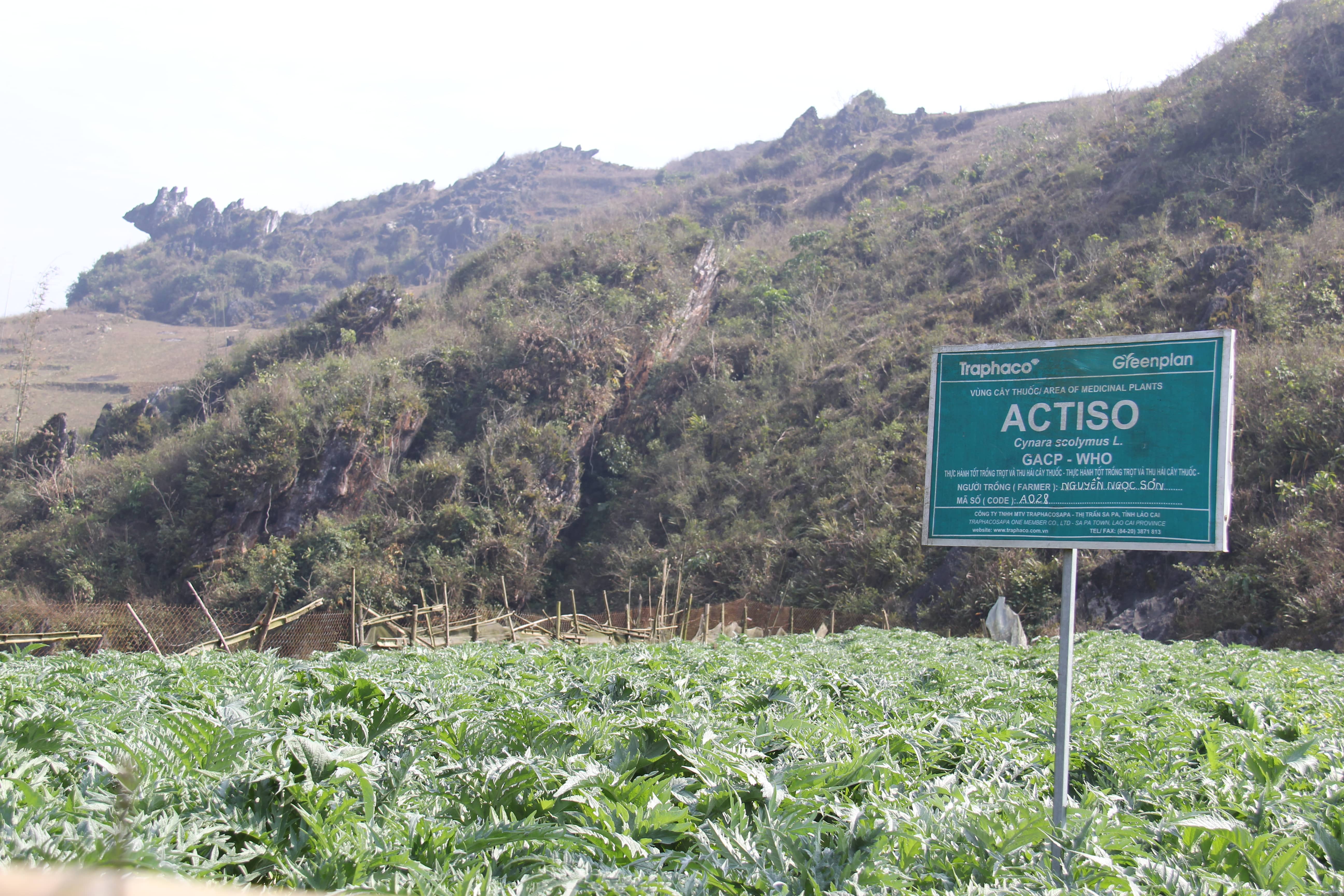 Vùng trồng dược liệu sản xuất cao atiso sapa đạt chuẩn GACP