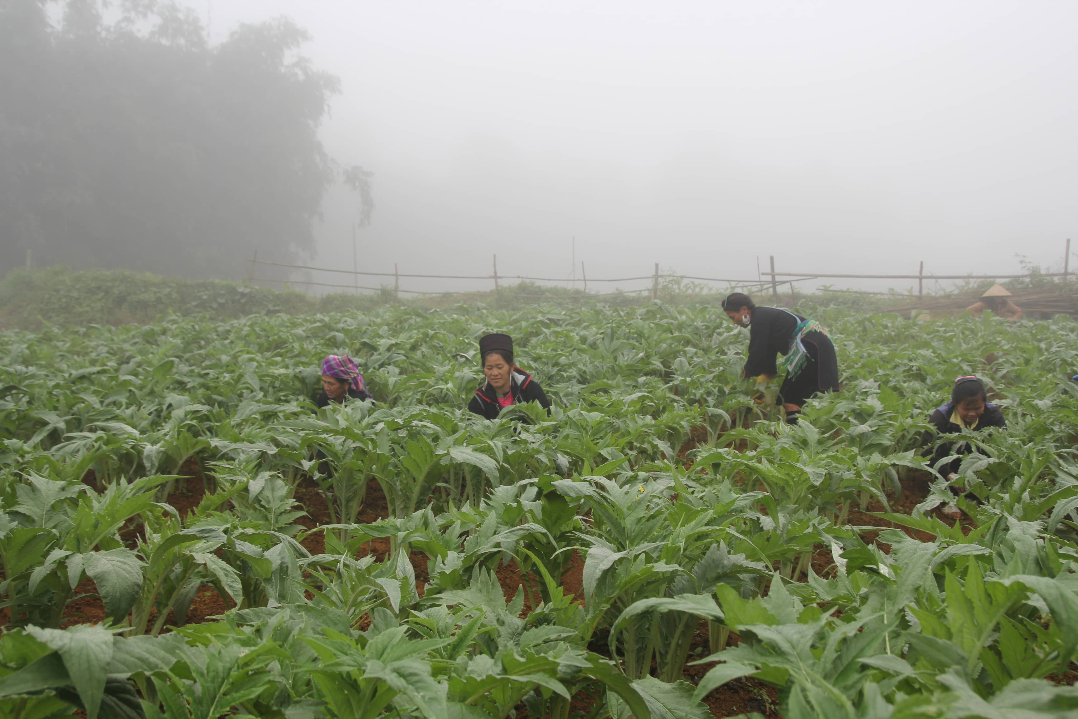 Công dụng của cao atiso sapa